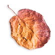 https://visualtimbo.ch/wp-content/uploads/2020/11/small_leaf_02.png