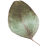 https://visualtimbo.ch/wp-content/uploads/2020/12/separate_leaf.png